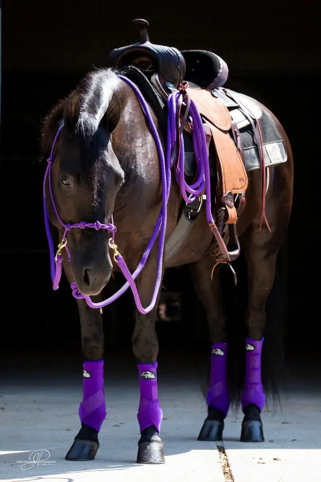 Add A Mg Full Halter Set For Only $130 1