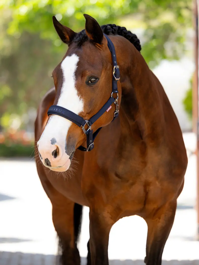 Lemieux Essence Headcollar 1